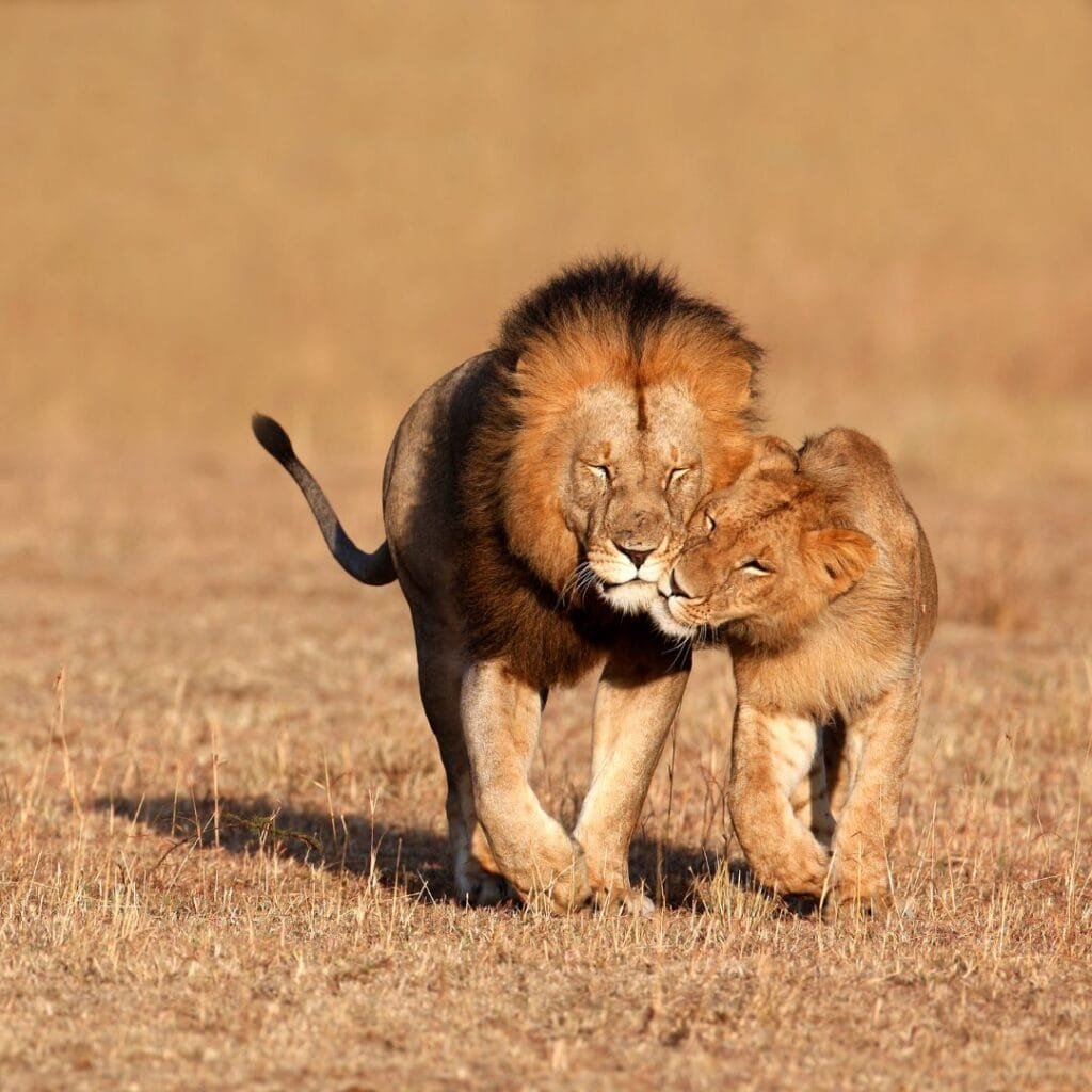 lion